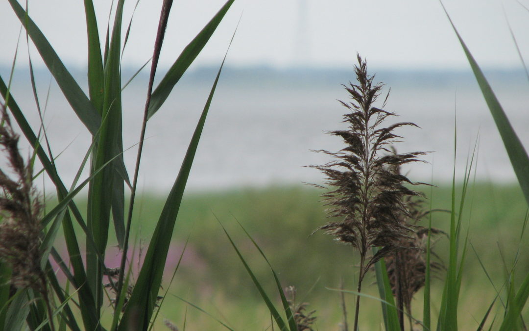 Lutte Contre le Phragmite pour Protéger des Sites de Ponte de Tortues à Contrecœur