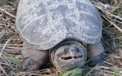 Aménagement de sites de nidification pour la tortue serpentine