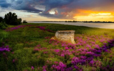 Une nouvelle étape : Plantation et ensemencement au marais de l’île Lebel pour restaurer les écosystèmes et prévenir la recolonisation du phragmite