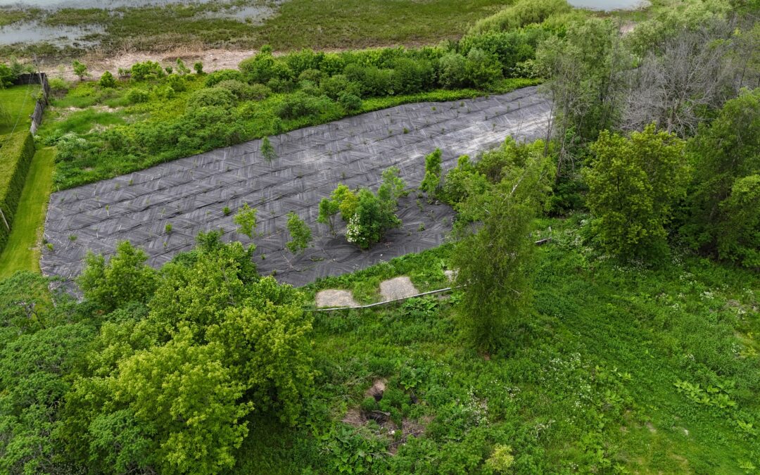 Bilan et suivi 2025 du projet de gestion du phragmite à Contrecœur