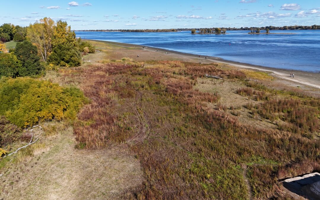 Travaux de restauration à l’île Lebel : Bilan de saison 2025